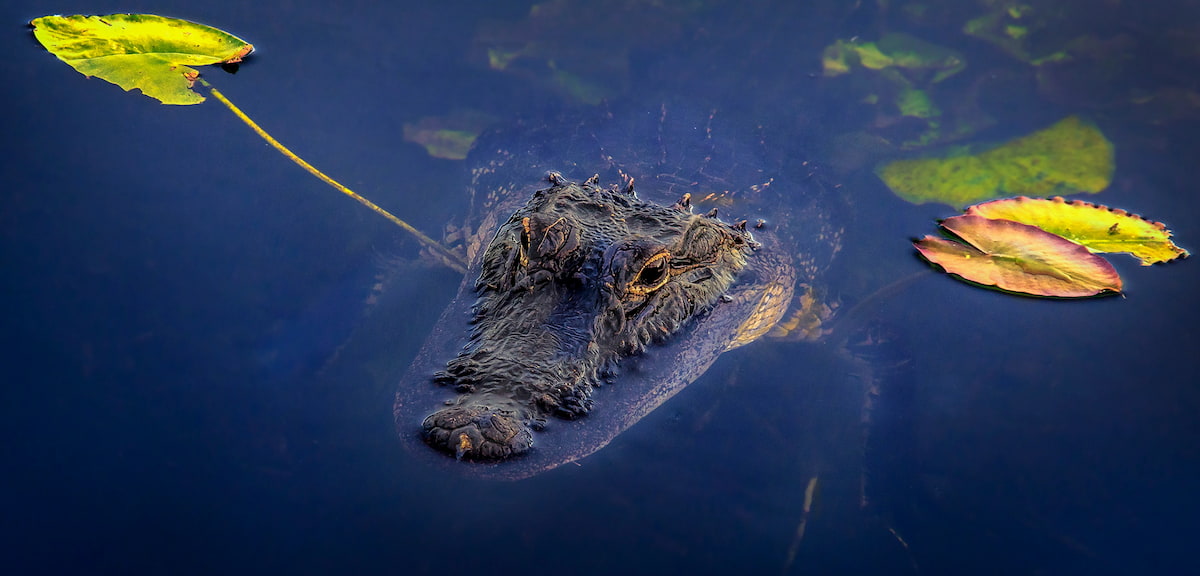 American alligator partially submerged in the calm waters of the Everglades.